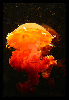 Atomic Jellyfish