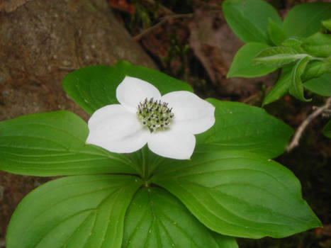 Flower on a Mountain