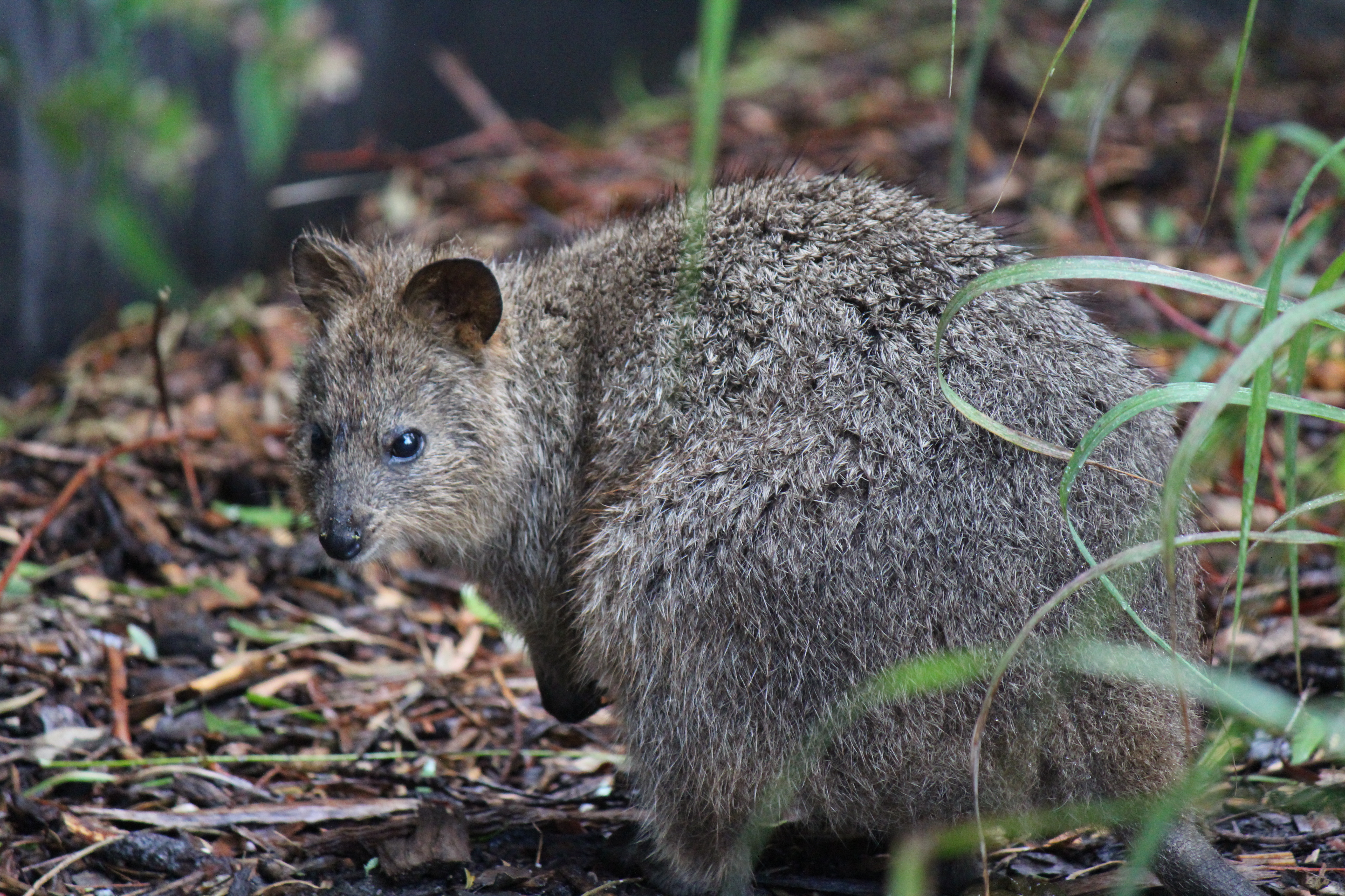 Quokka