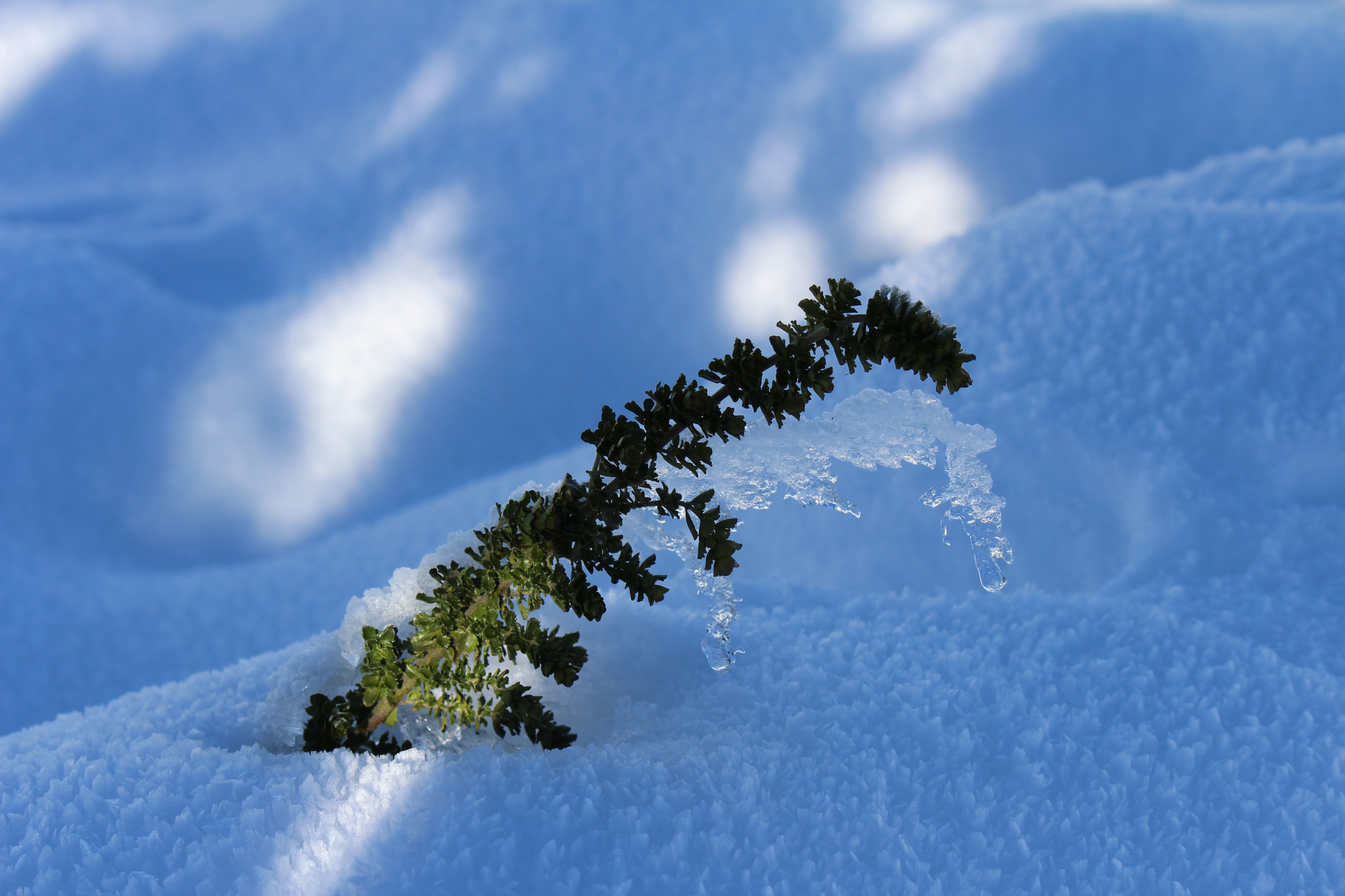 A Green Plants Icey Shell