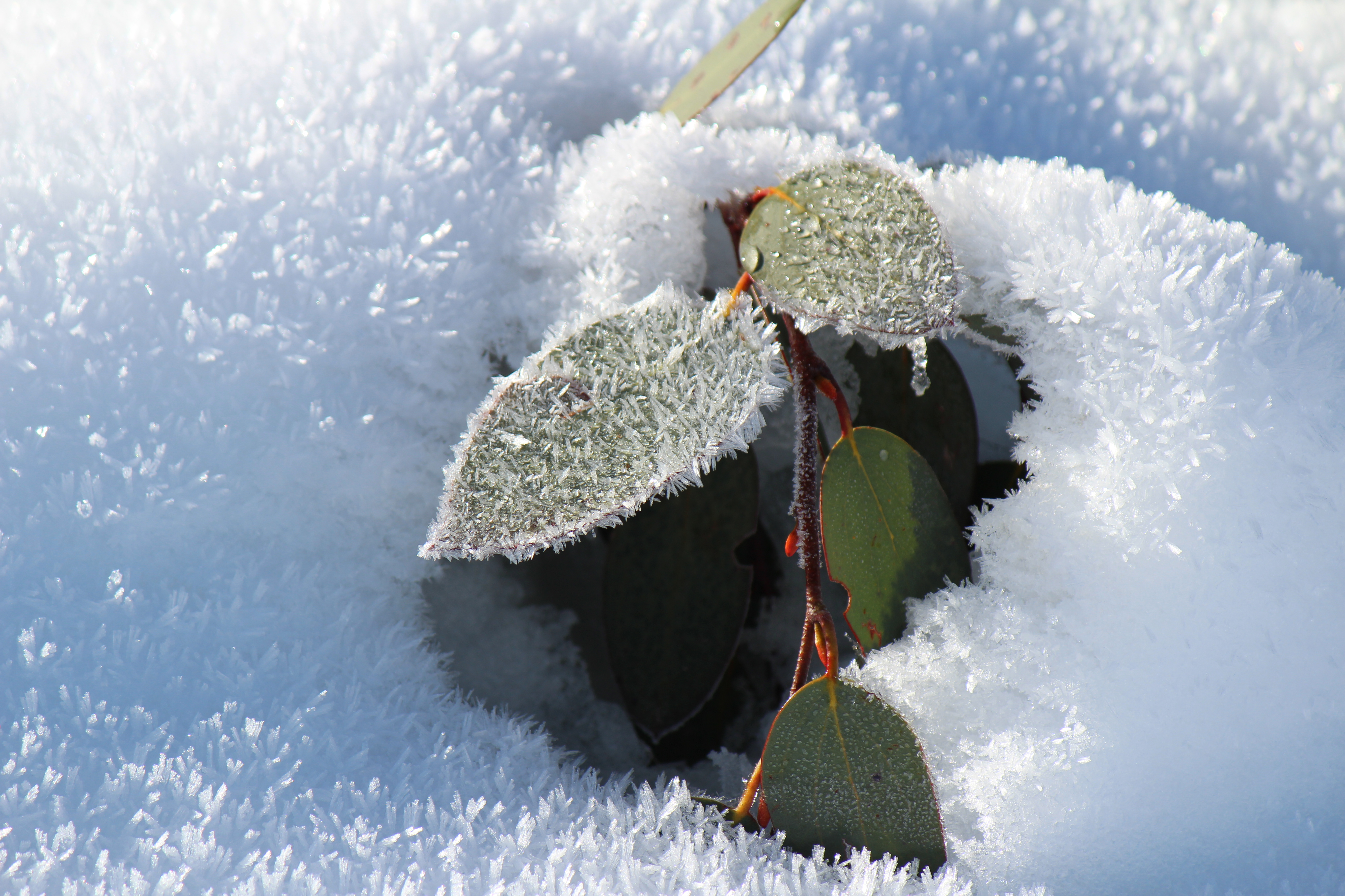 Frost Bite