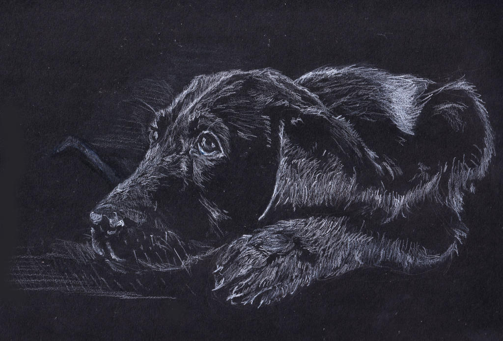 Black Lab Deviantart Black Labrador: When will I be fed? by ChrisBishop on DeviantArt