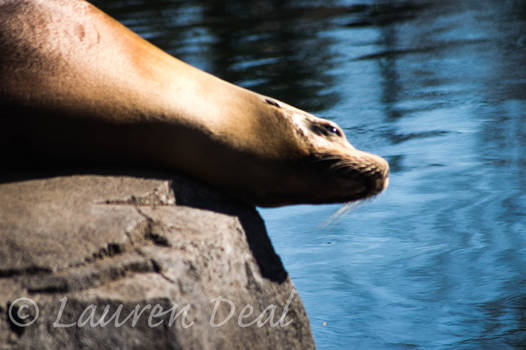 Seal Head