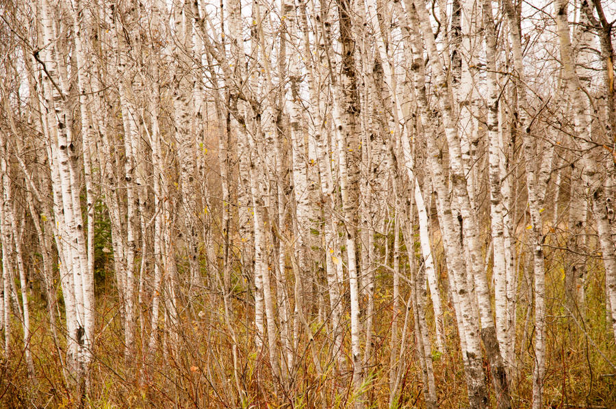 Birch Trees