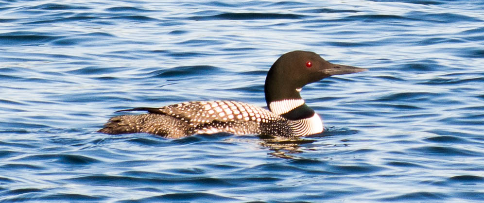 Minnesota Loon