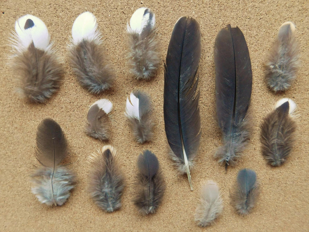 Leucosarcia melanoleuca by Symatorotoro on DeviantArt