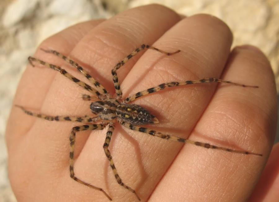 Hand Injecting Spider Spider on hand stock by Crysta-stock on DeviantArt