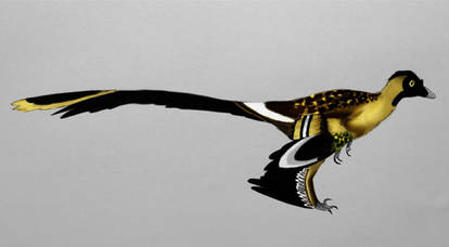 Changu Raptor Explore the Best Changyuraptor Art | DeviantArt