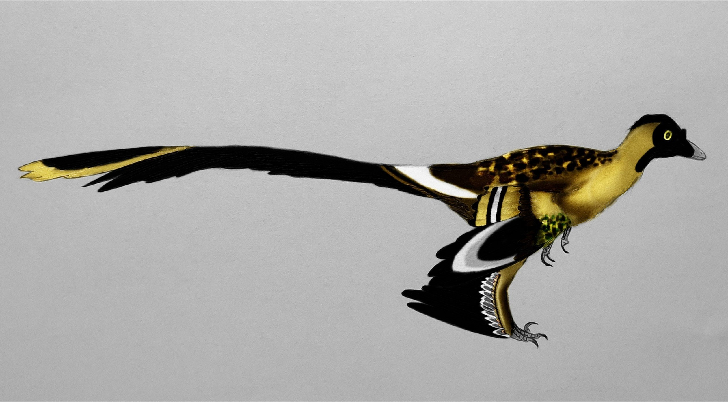 Changyu Raptor Changyuraptor by Galliraptor on DeviantArt