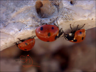 lady'bug' . ,