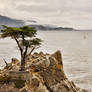 The Lone Cypress