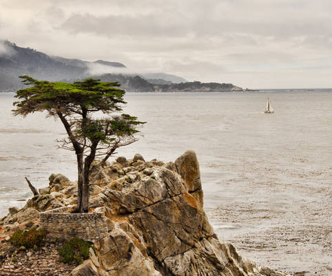 The Lone Cypress