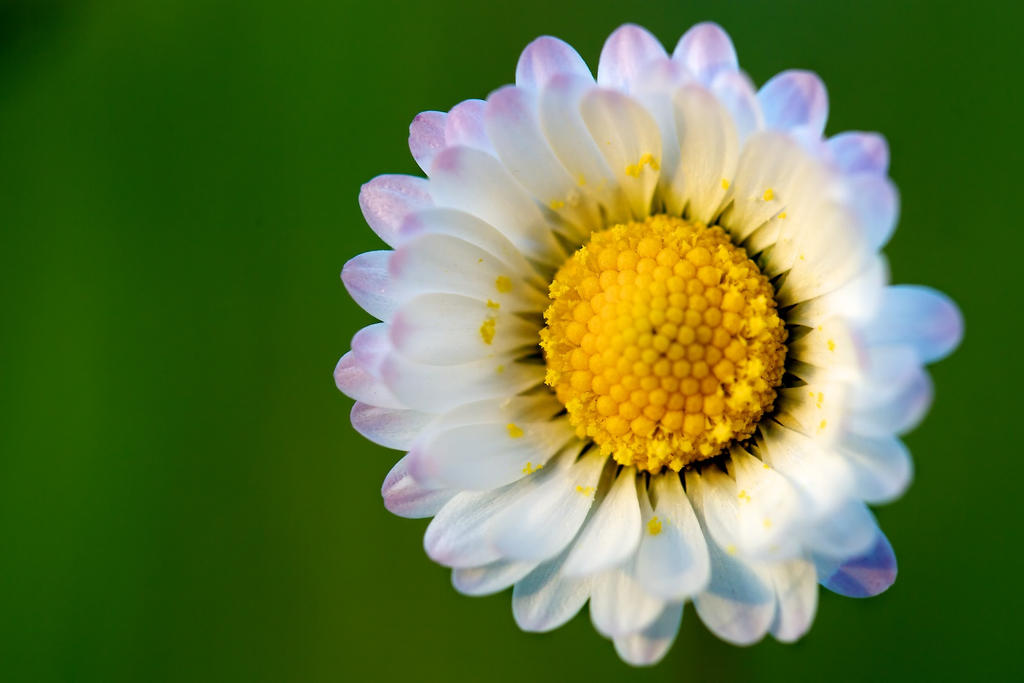 Normal Daisy by sphinx-ita on DeviantArt