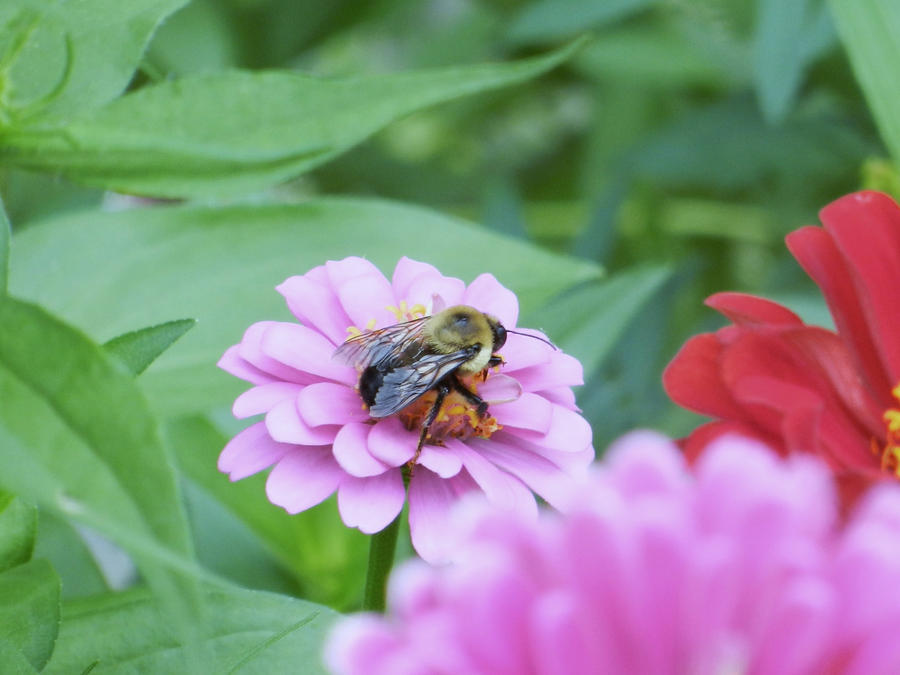 Bee Pic 1