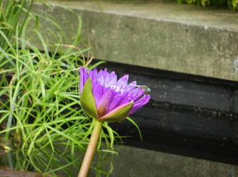 Water Lily 2 DragonFly