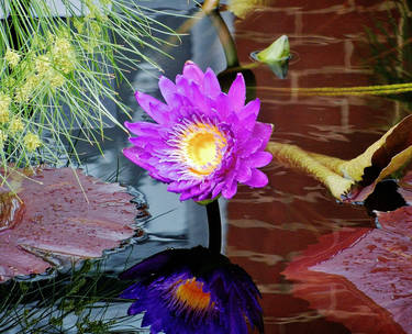 Water Lily Reflection