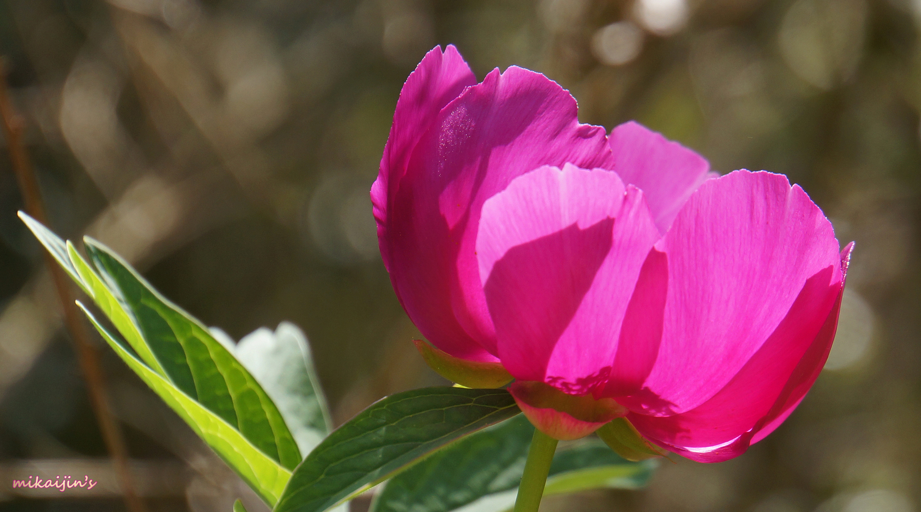 Wild peonies serie 12