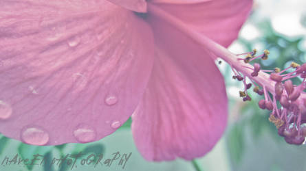 china rose on a rainy day