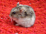 My little hamster by Latinae