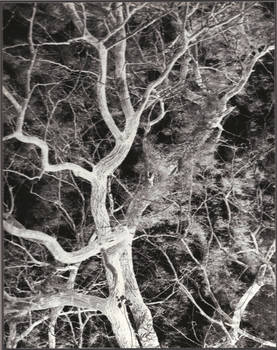 Branches, Negative