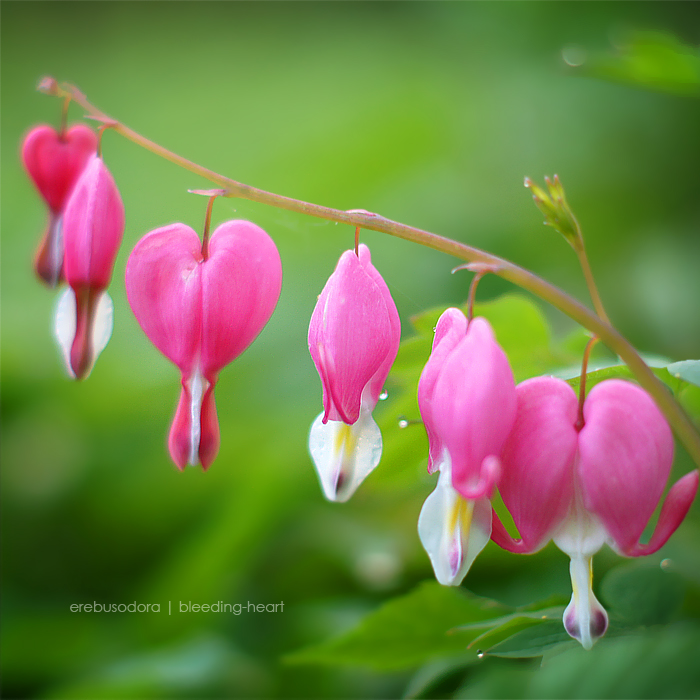 bleeding-heart