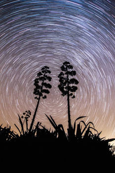 Startrails Behind American Aloe