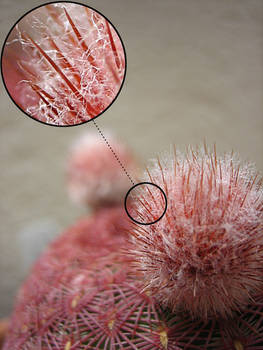 Cactus flower bud