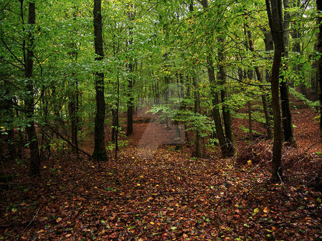 Trail to autumn