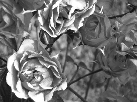 Rosas en blanco y negro