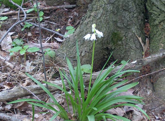 Flower of Hope