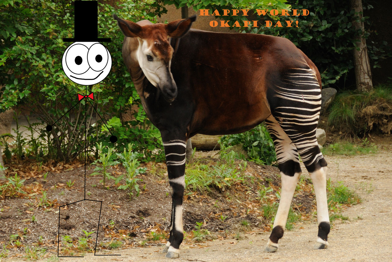 Happy World Okapi Day! by jamiepb2013 on DeviantArt