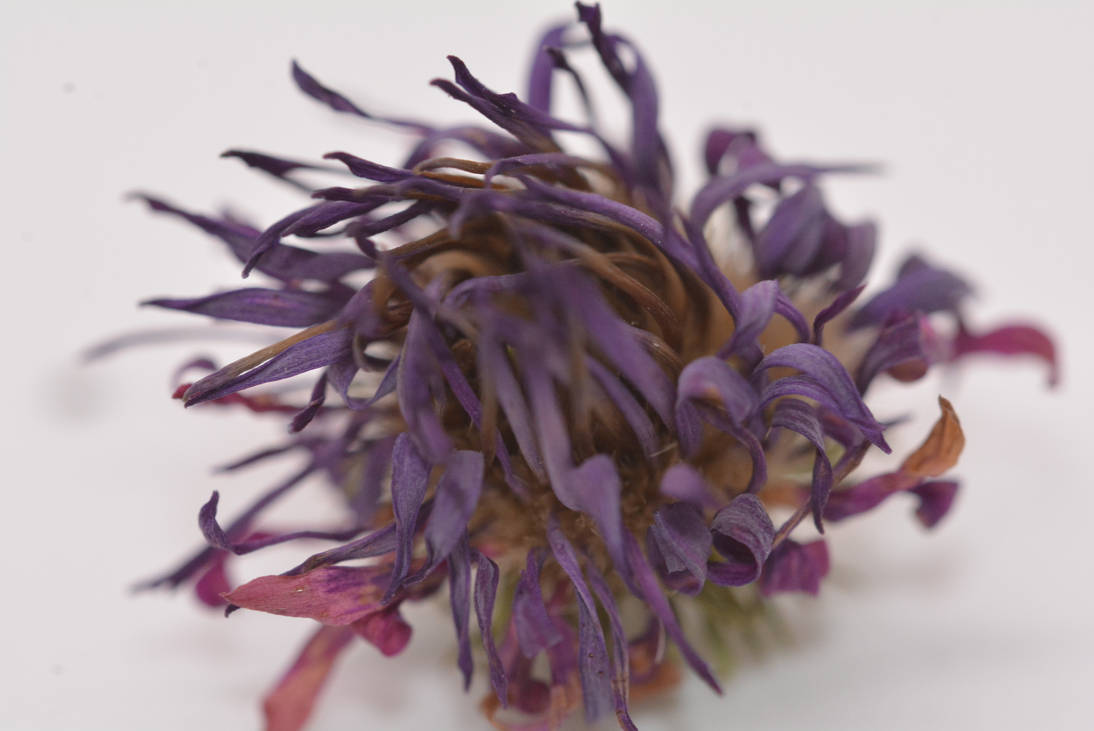 Deah Flower Dead flower by Pesupussikarhu on DeviantArt