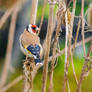 Goldfinch