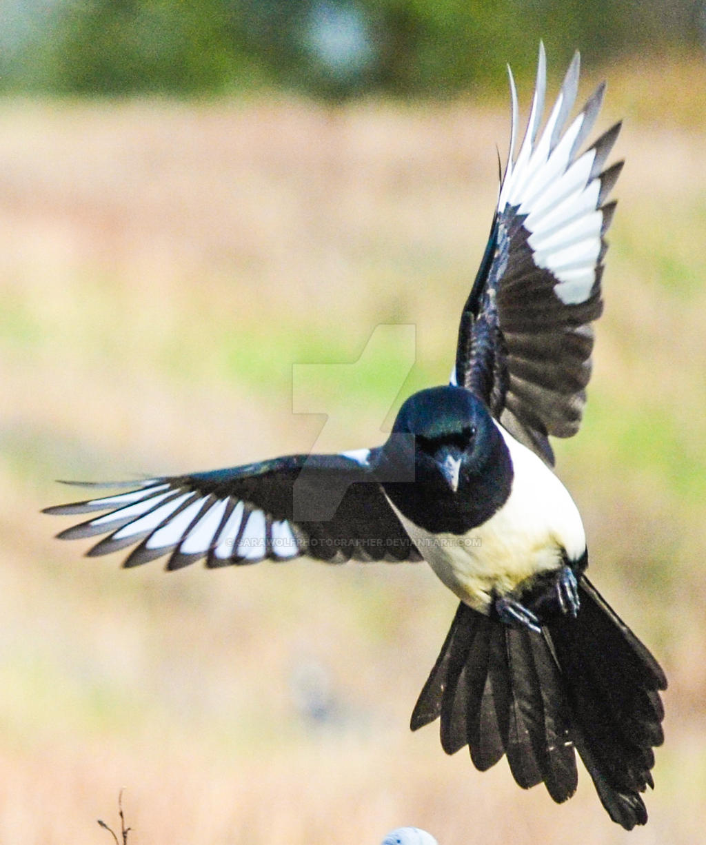 Magpie in Flight by SaraWolfPhotographer on DeviantArt