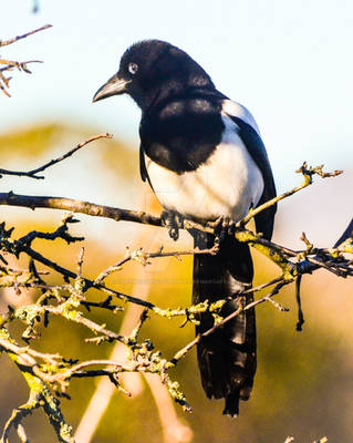 Magpie at Dusk