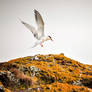 Common Tern - North Berwick, Scotland