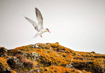 Common Tern - North Berwick, Scotland