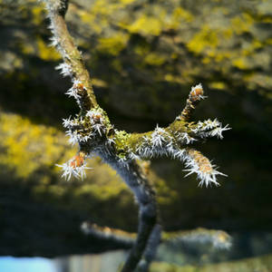 Tiny Icicles on Twigs