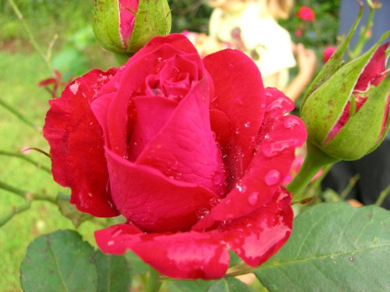 African Red Roses South African Rose by reprobatemu on DeviantArt
