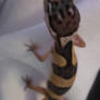 once again, my leopard gecko!!!
