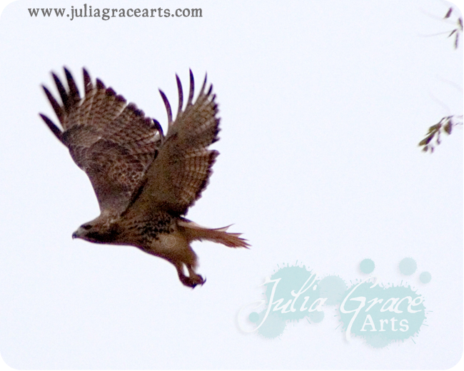 Red Tail Hawk