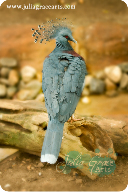 Victoria Crowned Pigeon