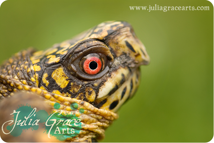 Eastern Box Turtle