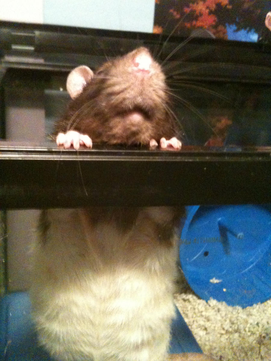 Leo the rat again C: