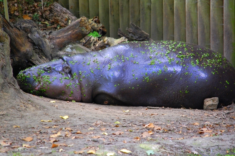 ZOO Opole, Poland