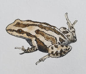 Western Chorus Frog (Pseudacris triseriata)