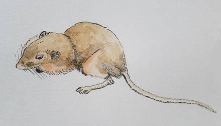 Plains Pocket Mouse (Perognathus flavescens)