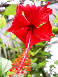 Red Flower