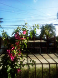 Bougainvillea