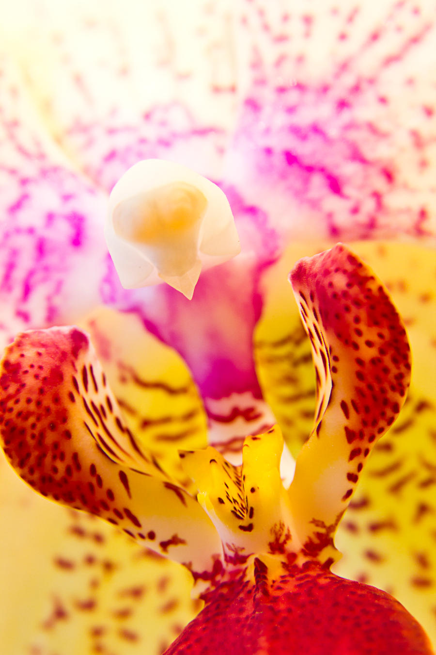 flower makro